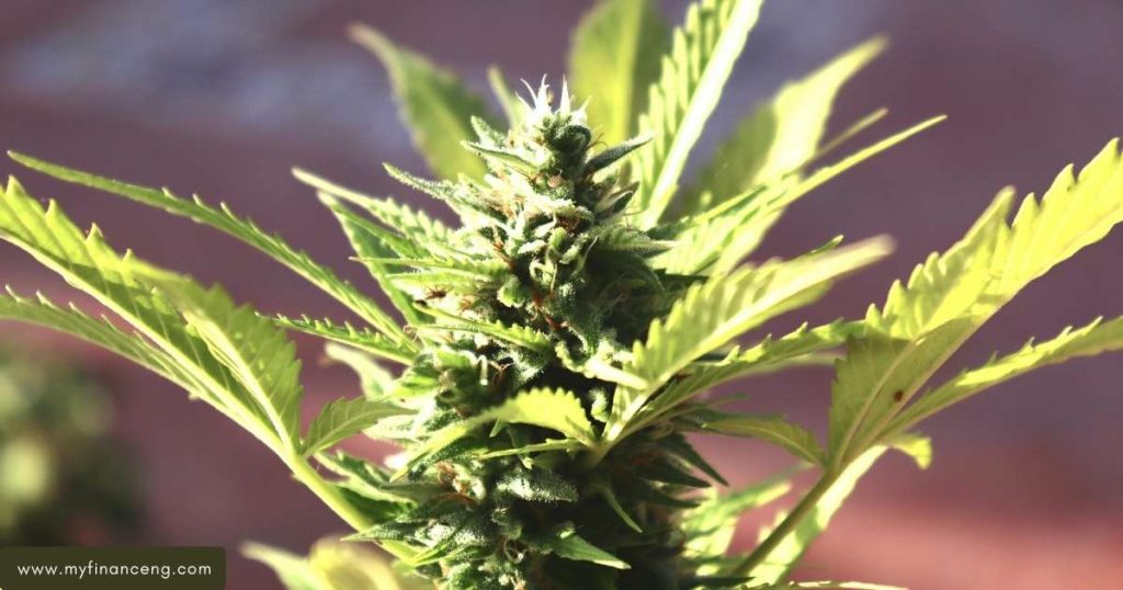 Cannabis Grow